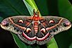 The Cecropia Moth (Hyalophora cecropia).