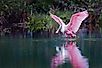 Rosette spoonbill, Florida Everglades, US.