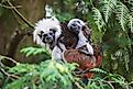 A female cotton top tamarin with a young one on its back in a Colombian forest