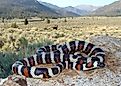 California (Sierra) Mountain Kingsnake, Lampropeltis zonata multicincta