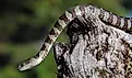 Northern water snake.