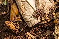 American Dog Tick - Dermacentor variabilis 