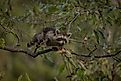 Baby Racoons climbing Persimmon trees to eat the fruit