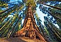 Famous Sequoia park and giant sequoia trees at sunset. Image credit IM_photo via Shutterstock