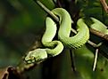 Reptiles are cold-blooded animals. 