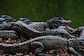 A group of Chinese alligators playing by the pond