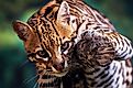 An ocelot looking straight at the camera.
