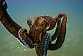 Giant Pacific octopus underwater.