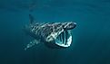Basking shark, cetorhinus maximus, Coll island, Scotland.