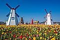Windmills and tulip gardens in Holland, Michigan.