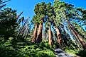 Giant Sequoia Trees Four Guardians and Forest Road in Sequoia National Park California