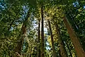 Giant Douglas fir trees in Macmillan Provincial Park, B.C. Credit: SL-Photography/ Shutterstock.com