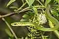 The rough green snake (Opheodrys aestivus) hanging from a plant. 