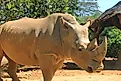 A Sumatran rhino (Dicerorhinus sumatrensis)