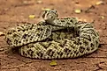 The Western diamondback rattlesnake (Crotalus atrox).