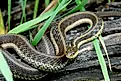 Eastern Garter Snake on Log.