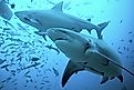 bull sharks (Carcharhinus leucas) Credit: Martin Prochazkacz via Shutterstock