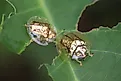 Two golden tortoise beetles on a leaf.