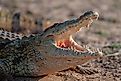 Nile Crocodile - Crocodylus niloticus. 