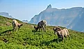 Bighorn Sheep in the Mountains at Logan Pass and the Hidden Lake Trail in Glacier National Park. Montana
