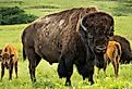 American Bison on the Kansas Maxwell Prairie Preserve.