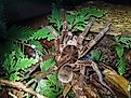 Goliath birdeater (Theraphosa blondi) to the tarantula family Theraphosidae. Near Presidente Figueiredo, Amazon, Brazil