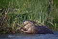 Beaver (castor canadensis) feeding in soda butte creek, yellowstone national park