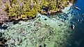 Swimming with manatees at Crystal River, Florida.