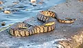 A large diamondback water snake basking near the water.