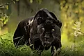 A Black panther. 