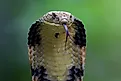 Closeup head of king cobra snake