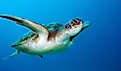 Loggerhead Sea Turtle