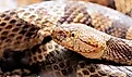Northern Copperhead, Agkistrodon contortrix.