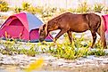 A wild pony (Equus caballus) grazing in a campsite at Assateague Island National Seashore, Maryland