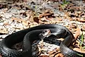 The North American racer (Coluber constrictus).