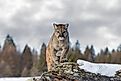 Mountain lion (Puma concolor) walking on top of rocky mountain in the winter snow 