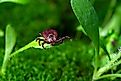 Tick awaits chance to grab onto passing creature. Via Shutterstock / Oleksandr Yuchynskyi.