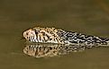 Swimming bullsnake