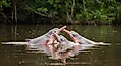 Three Amazon River Dolphins (Inia Geoffrensis) in the Amazon River in Brazil