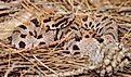 Western Pygmy Rattlesnake in natural environment.