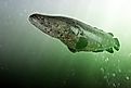 Northern snakehead under water. Channa argus. Asian fish, invasive in USA (Alex Coan / Shutterstock)