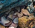An Eastern copperhead, Agkistrodon contortrix, coiled under a log.