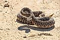 Western Diamondback Rattlesnake, crotalus atrox, Arizona, desert, Sonoran, Southwest, Snake, Viper