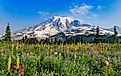 Summer alpine wild flower meadow, Mount Rainier National Park, Washington, US.