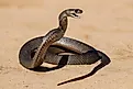 Eastern Brown Snake in defensive stance. 
