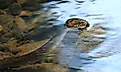 A Northern watersnake swimming in a shallow water body.