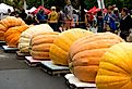 Row of pumpkins waiting to be weighed at the Harvest Festival in Cedarburg, WI. Image credit Cindy Bird via Shutterstock.