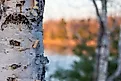 Paper birch's peeling white bark is a familiar sight in the North Woods, where long winters and cool summers suit the tree. Credit: Larry Eiden/Shutterstock.com