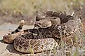 Red diamond rattlesnake.