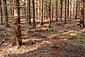 Spruce plantation with almost no undergrowth on the forest floor. 